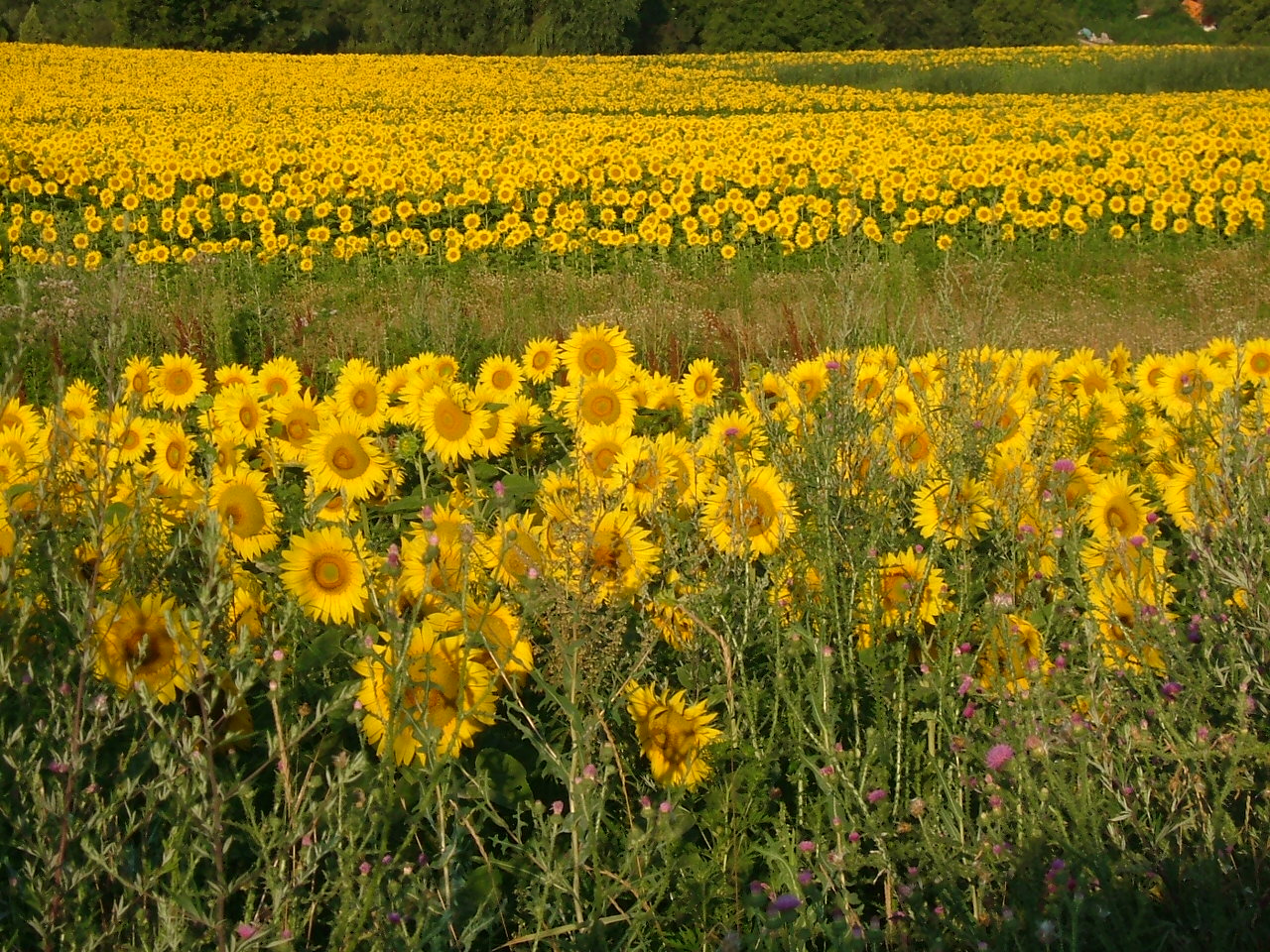 Sunflowers