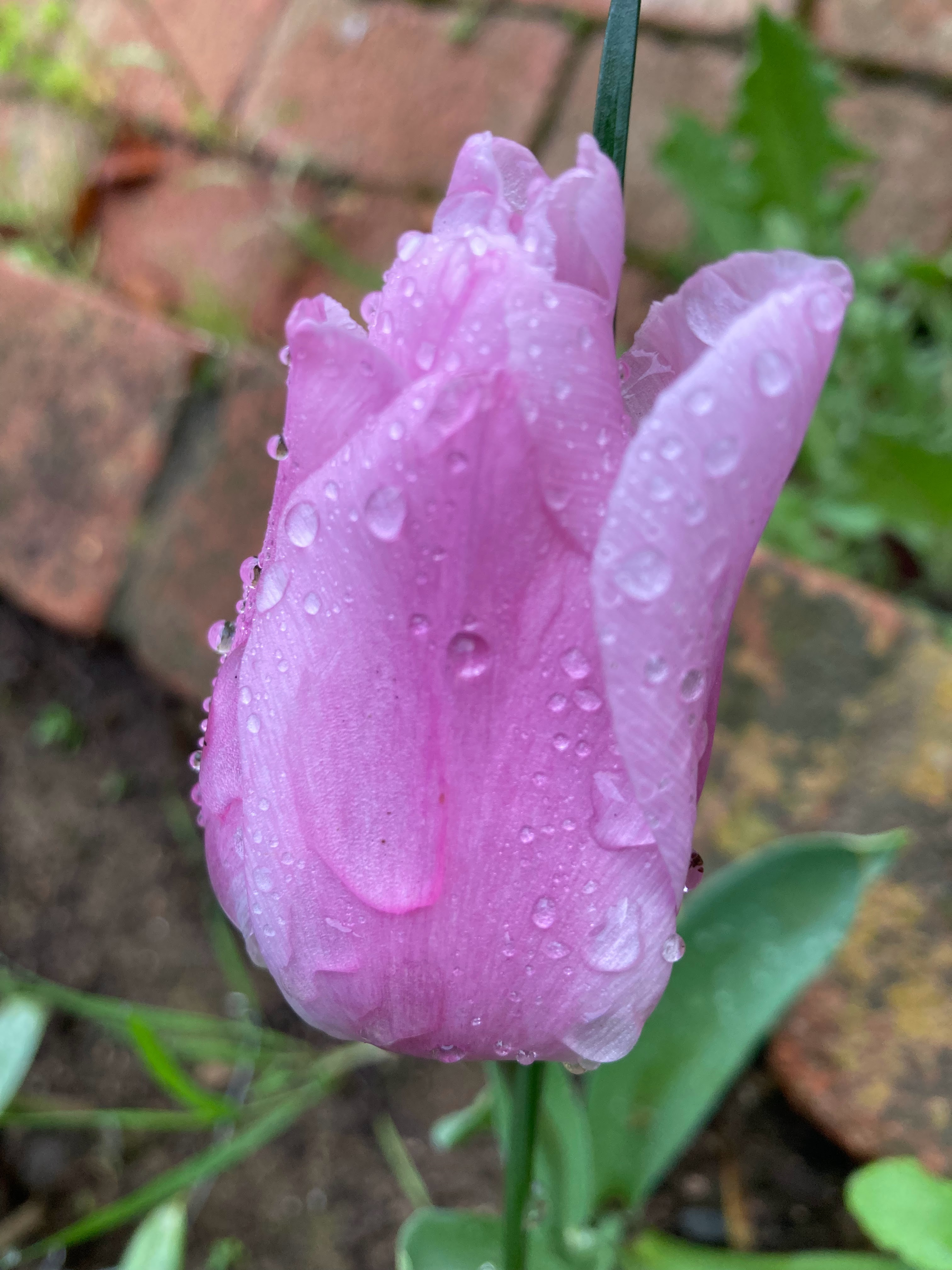 tulip